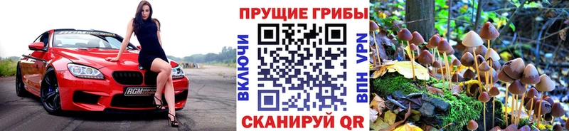 Псилоцибиновые грибы Psilocybe  Купить закладки  Казань 
